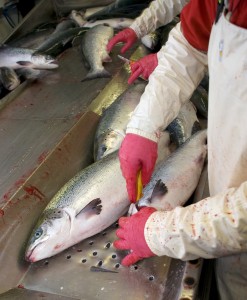 foto_fiskeri_2