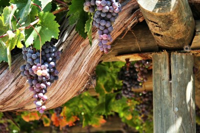 Grapes of Chile